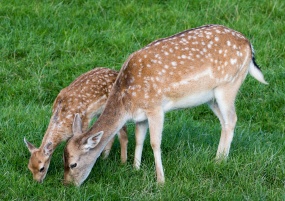 母鹿小鹿吃草图片